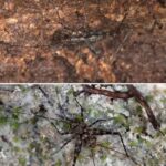 Descubren 38 nuevas especies, algunas son traslucidas y otras iridiscentes