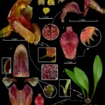 Zhangius (nuevo género)