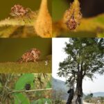 Scaphosepalum lesterlapoi