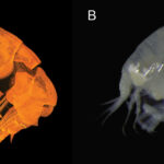 Pseudolepechinella apricity