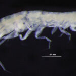 Pseudolepechinella apricity