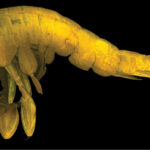 Alexandrella haubeni