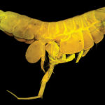 Liljeborgia sibylline