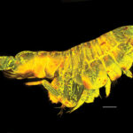 En busca de la inmortalidad: la proteína que podría cambiar la forma en que envejecemos