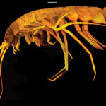 Eperopeus vermiculatus