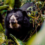 Aprueban por primera vez el uso de implantes cerebrales para tratar la parálisis