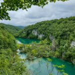 Cephalotus follicularis: la pequeña planta carnívora australiana que engaña a los insectos con su belleza