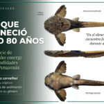 El lenguaje secreto del color: las aves más extraordinarias del planeta