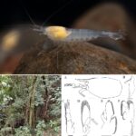 Peliosanthes dawulingensis