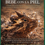 El pez invisible del Amazonas: 80 años después, emerge una nueva especie oculta en la sombra