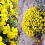 Nymphargus dajomesae