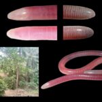 Phyllopezus sapiranga