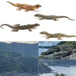 Illicium nymphiiflorum