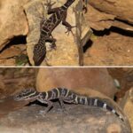 Peliosanthes dawulingensis