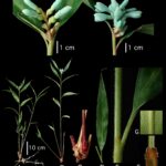 Euthalia zubeengargi