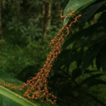 Cuando el azar nació en América: los Nativos Americanos inventaron los juegos de azar y apuestas hace 12.000 años 