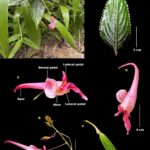 Euthalia zubeengargi