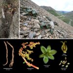 Rhacophorus namdaphaensis