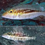 Lobelia janardhananii