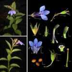 Rhododendron yombuwurii