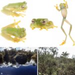 Sarcaulus paujilensis