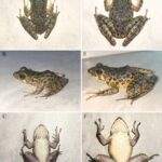 Illicium nymphiiflorum