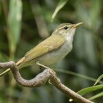 En la madrugada del 16 de septiembre: el grito que cambió el destino de México