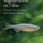 Arte rupestre en México: descubren petrograbados en Hidalgo que revelan el pasado oculto del Sitio El Venado