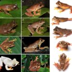 Goniurosaurus wuzhengjuni