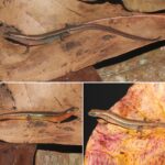 Oreolalax wumengmontis