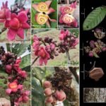 Sarcaulus paujilensis