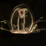 Estás 15 nuevas especies recien descritas nos recuerdan que la Tierra aún guarda secretos