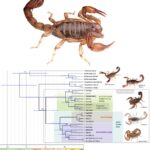 Koenigia bingchachaensis