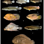 Cuba: la revolución que convirtió una isla en el epicentro del mundo