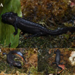 Sphenomorphus puhoatensis: el escinco oculto de los bosques eternos de Vietnam