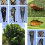 Pseudodelta melas