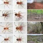 Chinaica myrica y Chinaica viraktamathi