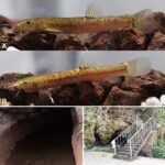 Chironex blakangmati