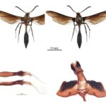 Alafanahydesmus lavasoa