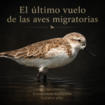 Solenostomus snuffleupagus: una nueva especie marina que engañó a la ciencia durante décadas