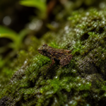 Foskeia pelendonum, un nuevo rabdodontomorfo del Cretácico Inferior de Burgos, España