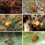 Apsidophora bala