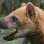 Entre la niebla de los Andes: el extraordinario hallazgo de una especie de puercoespín que permaneció oculta durante milenios