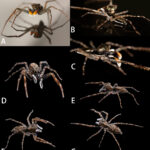 Pleurocordyceps cornusynnemata