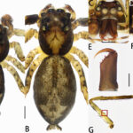 Minucella dilatata 