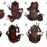 Odorrana nagao