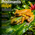 Las arañas más sorprendentes del Chocó biogeográfico: una cola de sirena para las maestras del camuflaje y la caza