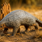 Fósil olvidado durante décadas resultó ser el primer dinosaurio saurópodo conocido de la Antártida