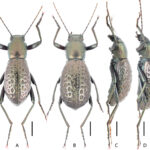 Morphostenophane yangshijiani