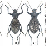Morphostenophane yangshijiani